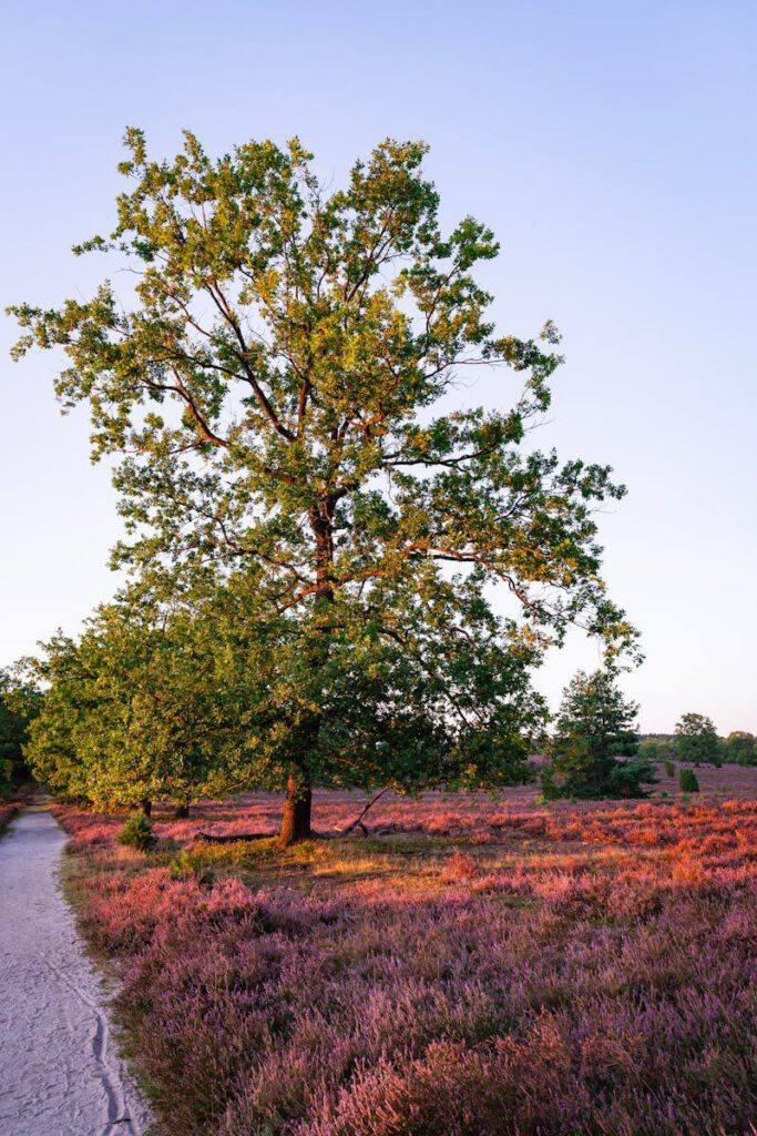 A vibrant scene of an oak tree amidst blooming heather in Lüneburg Heath, Germany.