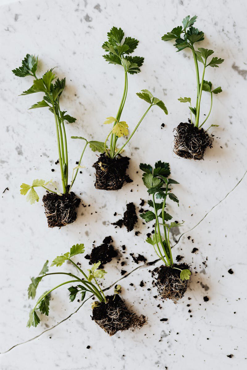 Overhead view of fresh herb seedlings with soil on a marble surface. Ideal for gardening and botany themes.