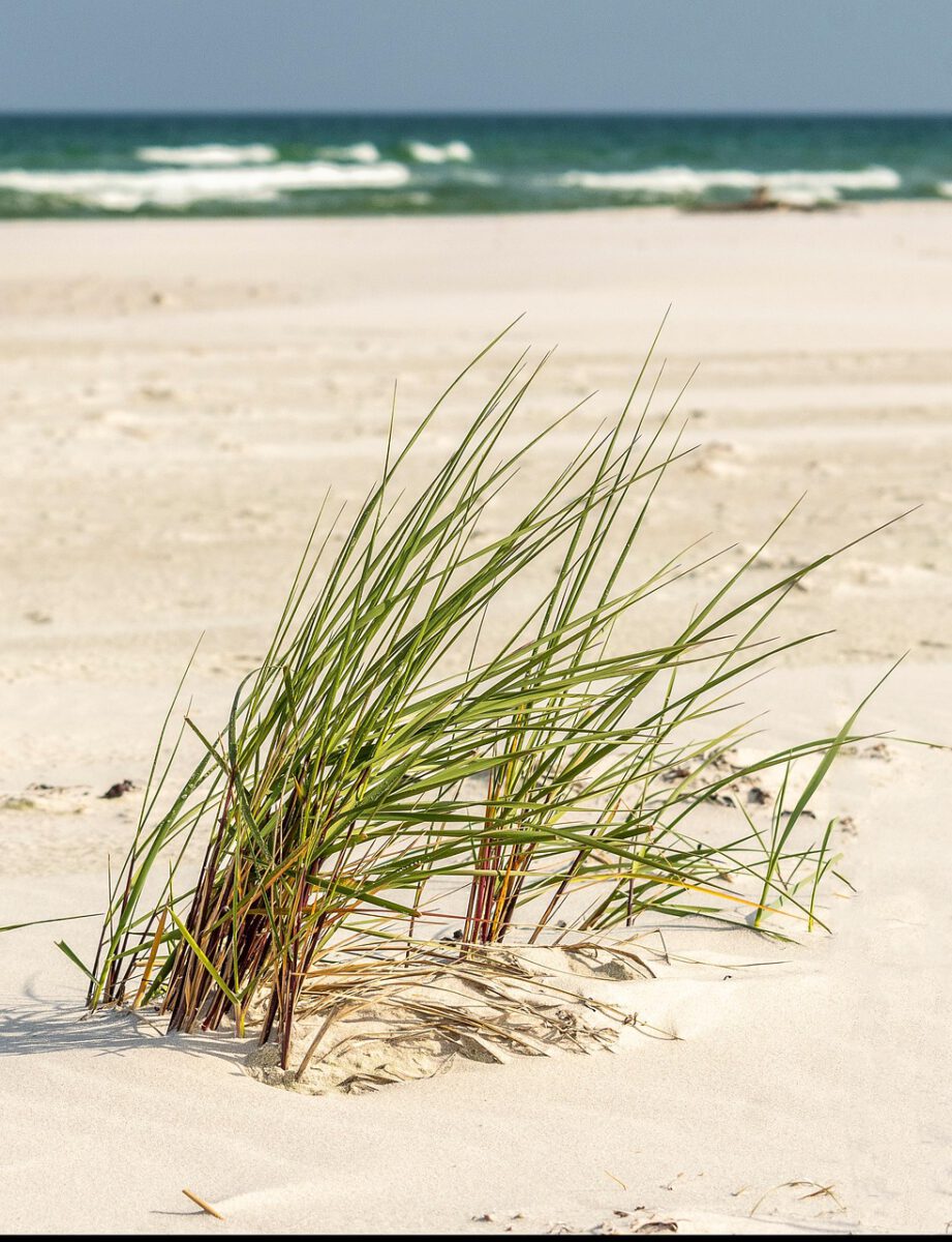 beach, grass, coast, nature, shore, seashore, sand, sea, baltic sea